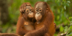 3cc70dc9b121b77f9dc0b18818c9954c